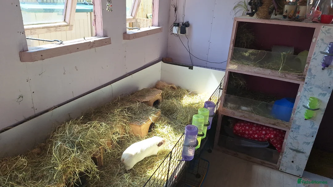 Guinea Pig rodents for sale: MEADOW SIDE CAVIES HEREFORDSHIRE  - Advert 27