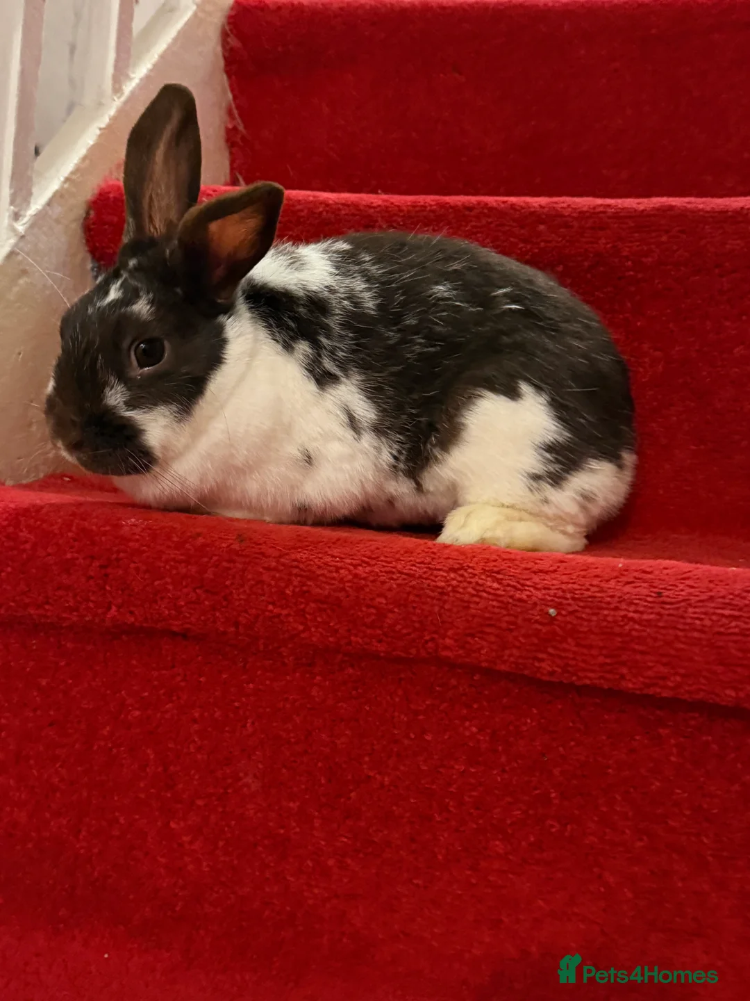 Mixed Breed rabbits for sale: Rabbit  - Advert 7