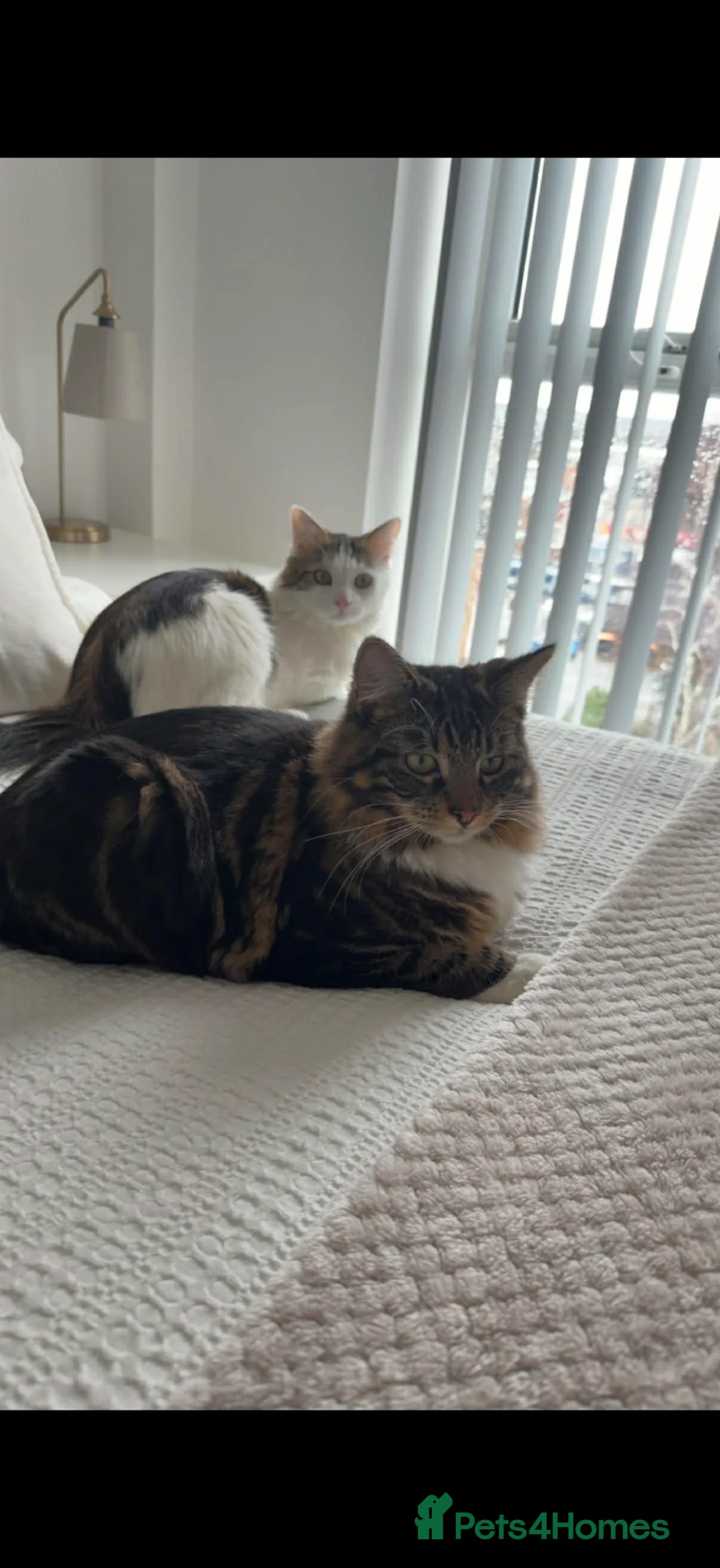 Mixed Breed cats for sale: 2 cats to be re homed   - Advert 1