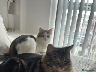 Mixed Breed cats 2 cats to be re homed - Advert 3