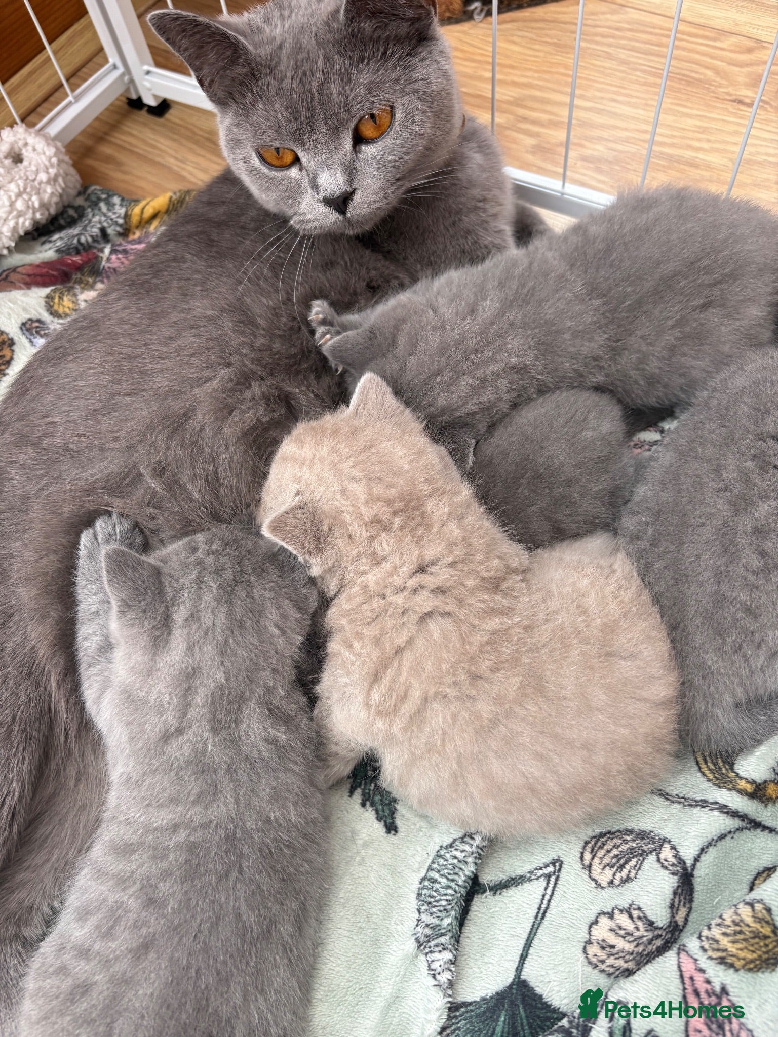 British Shorthair cats British shorthair kittens  - Advert 1