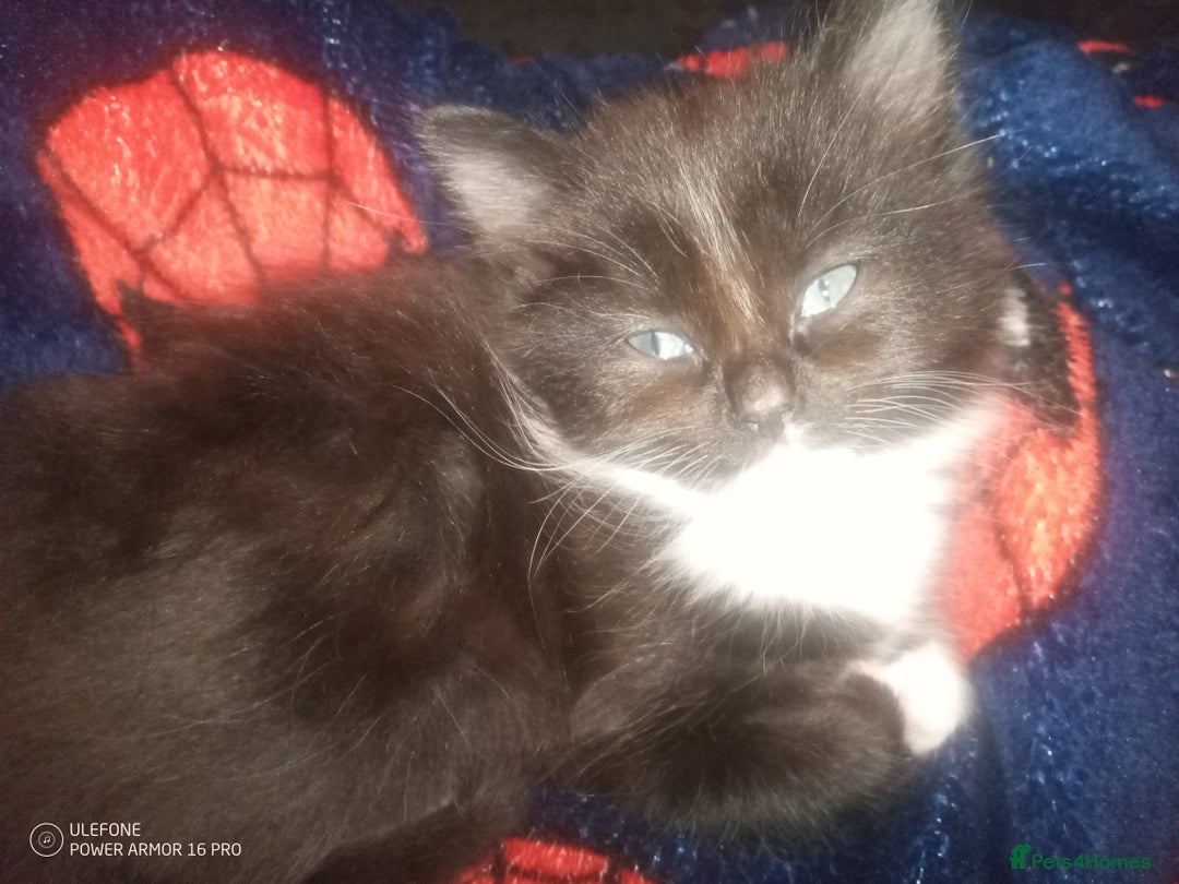 Mixed Breed cats for sale: Last Floofy Black & White Girl - Advert 2