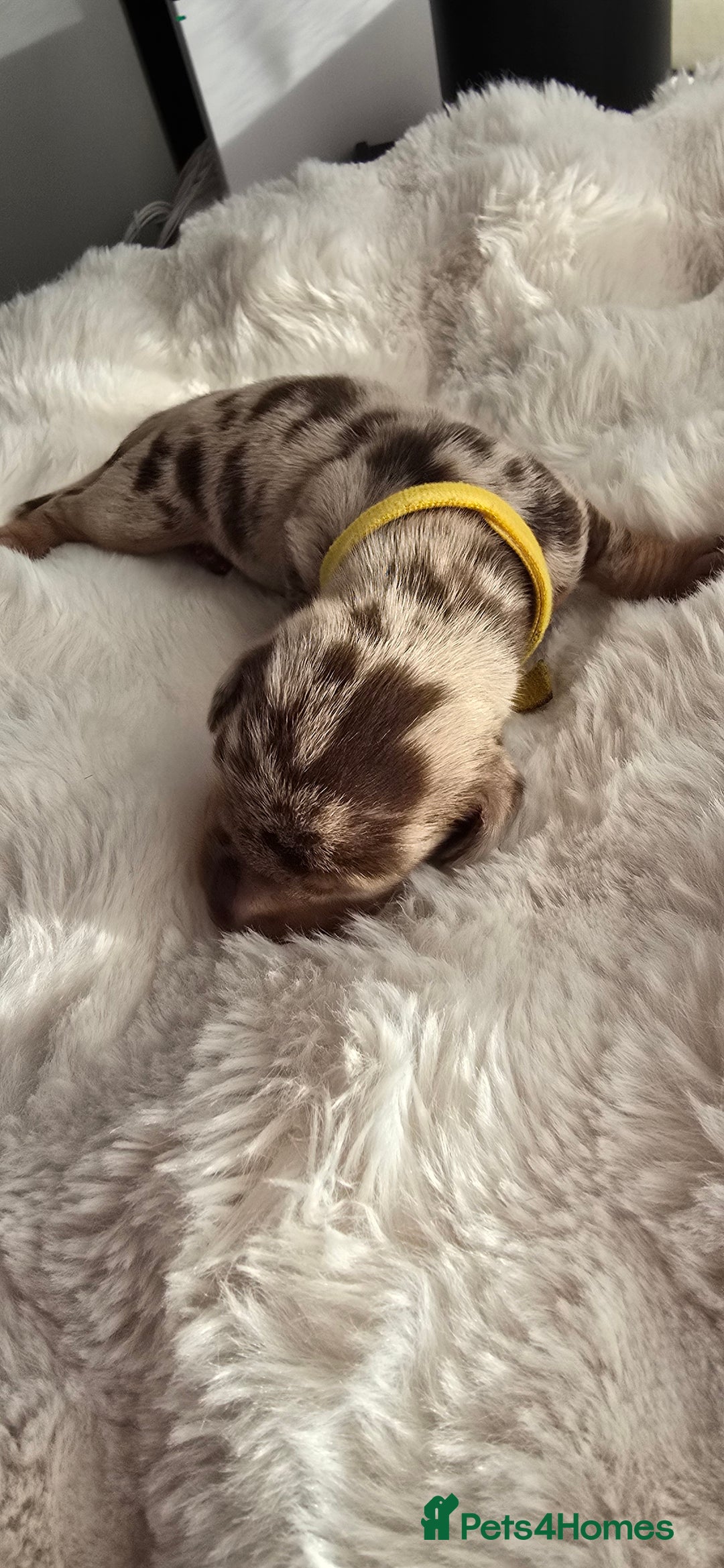 Miniature Dachshund dogs for sale: KC registered miniature Dachshund 🐶  - Advert 7