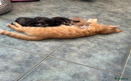Mixed Breed cats for sale: A BOY AND A GIRL, READY NOW  - Image 23