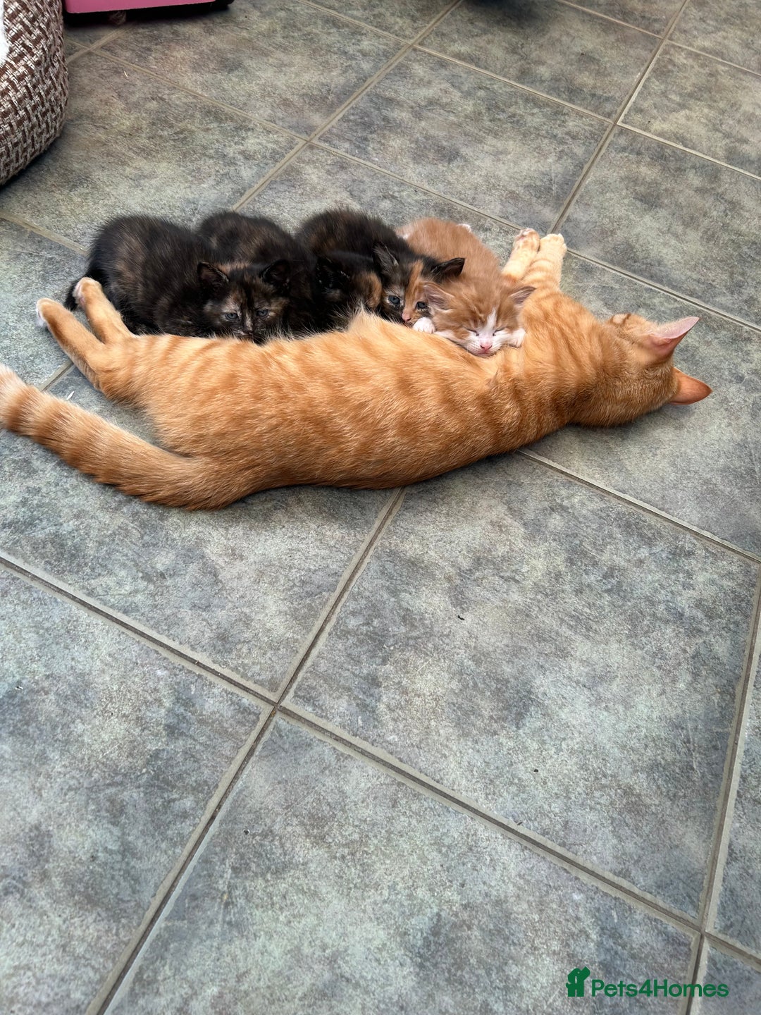 Mixed Breed cats for sale: A BOY AND A GIRL, READY NOW  - Image 23