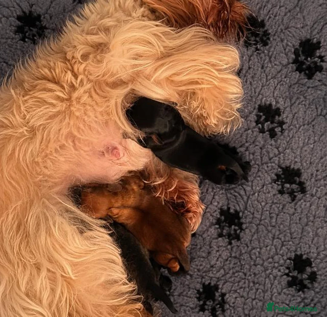 Shihpoo dogs for sale: Stunning Cream Brindle Shihpoo Girl - Advert 4