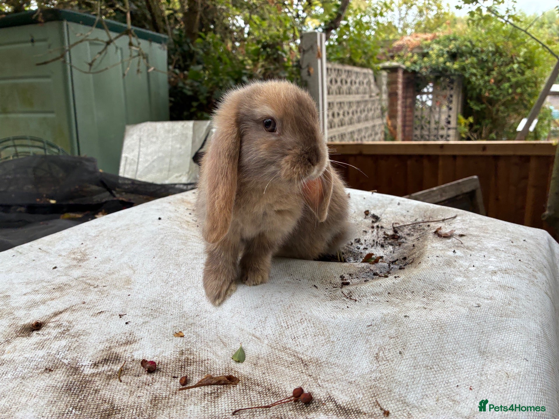 Lionhead rabbits 1 beautiful mini lop boy  - Advert 4