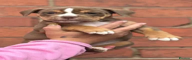 Olde English Bulldogge 7