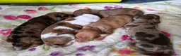 Miniature Dachshund dogs for sale: Miniature Dachshunds (short-haired) - Advert 16