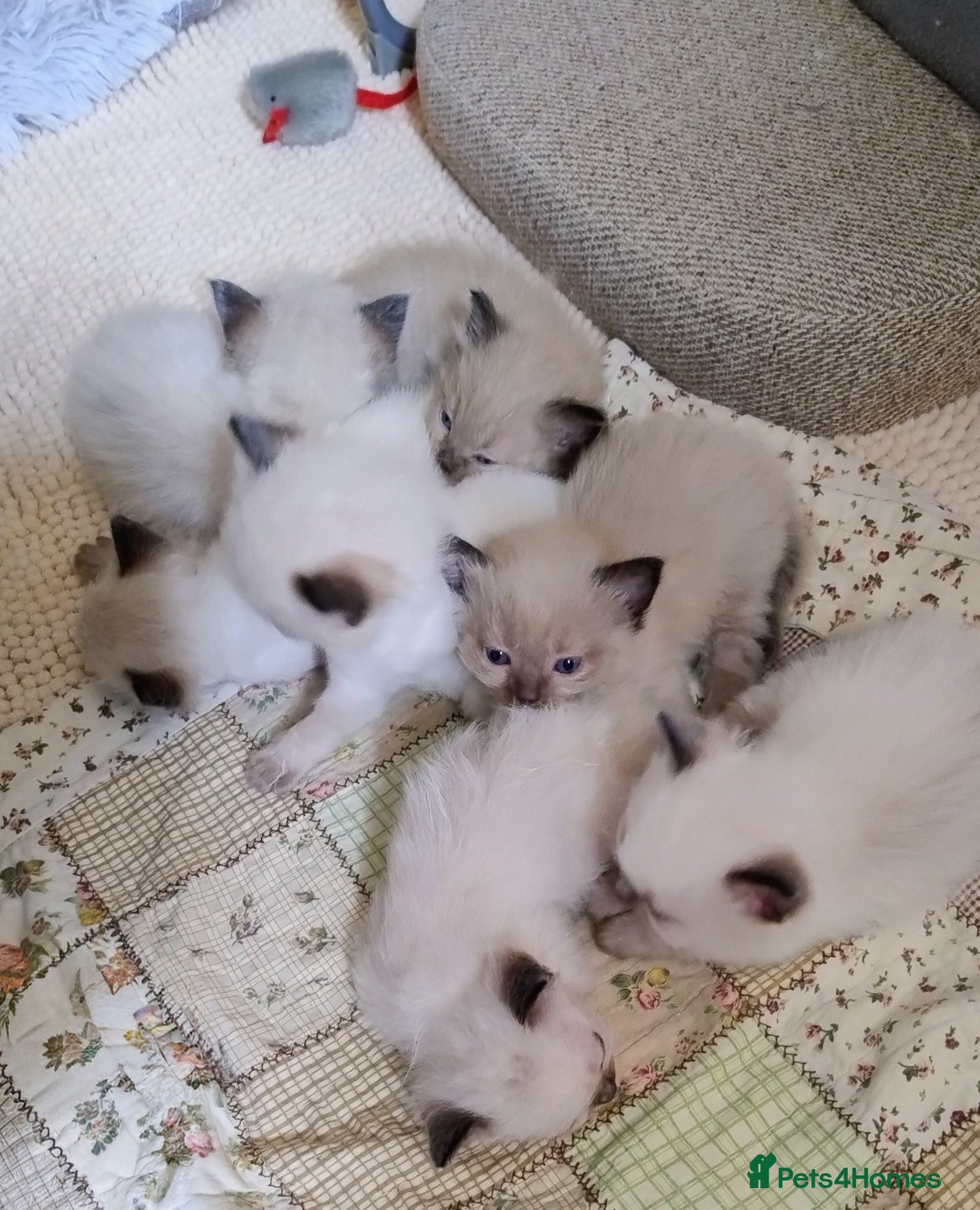 Ragdoll cats Pure bred Ragdolls need loving homes - Advert 2