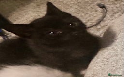 Ragdoll cats for sale: Calicox ragdolls - Image 8