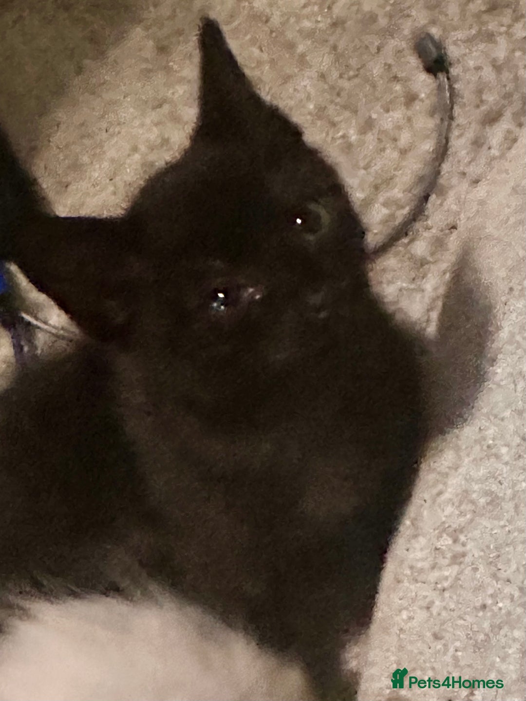 Ragdoll cats for sale: Calicox ragdolls - Image 8