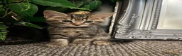 Mixed Breed cats for sale: Mixed Breed Tabby Kittens in Askam-in-Furness - Advert 7