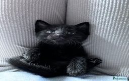 Bombay cats for sale: 3 beautiful kittens - Image 3
