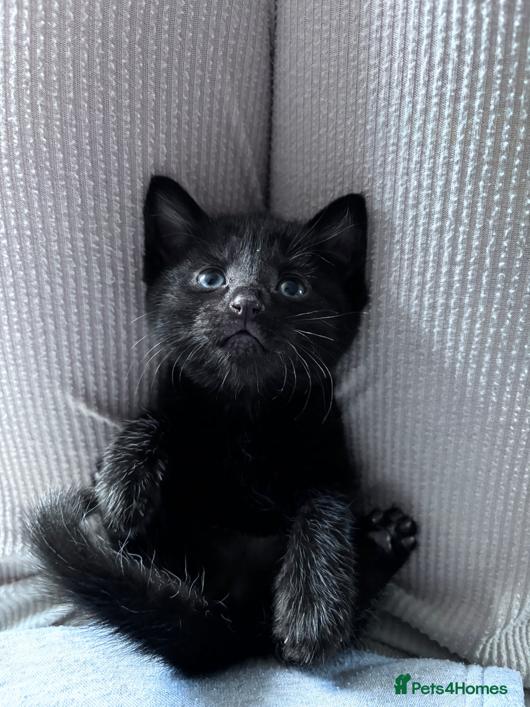 Bombay cats for sale: 3 beautiful kittens - Image 3