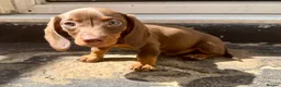 Miniature Dachshund dogs for sale: True miniature chocolate boy - Advert 4