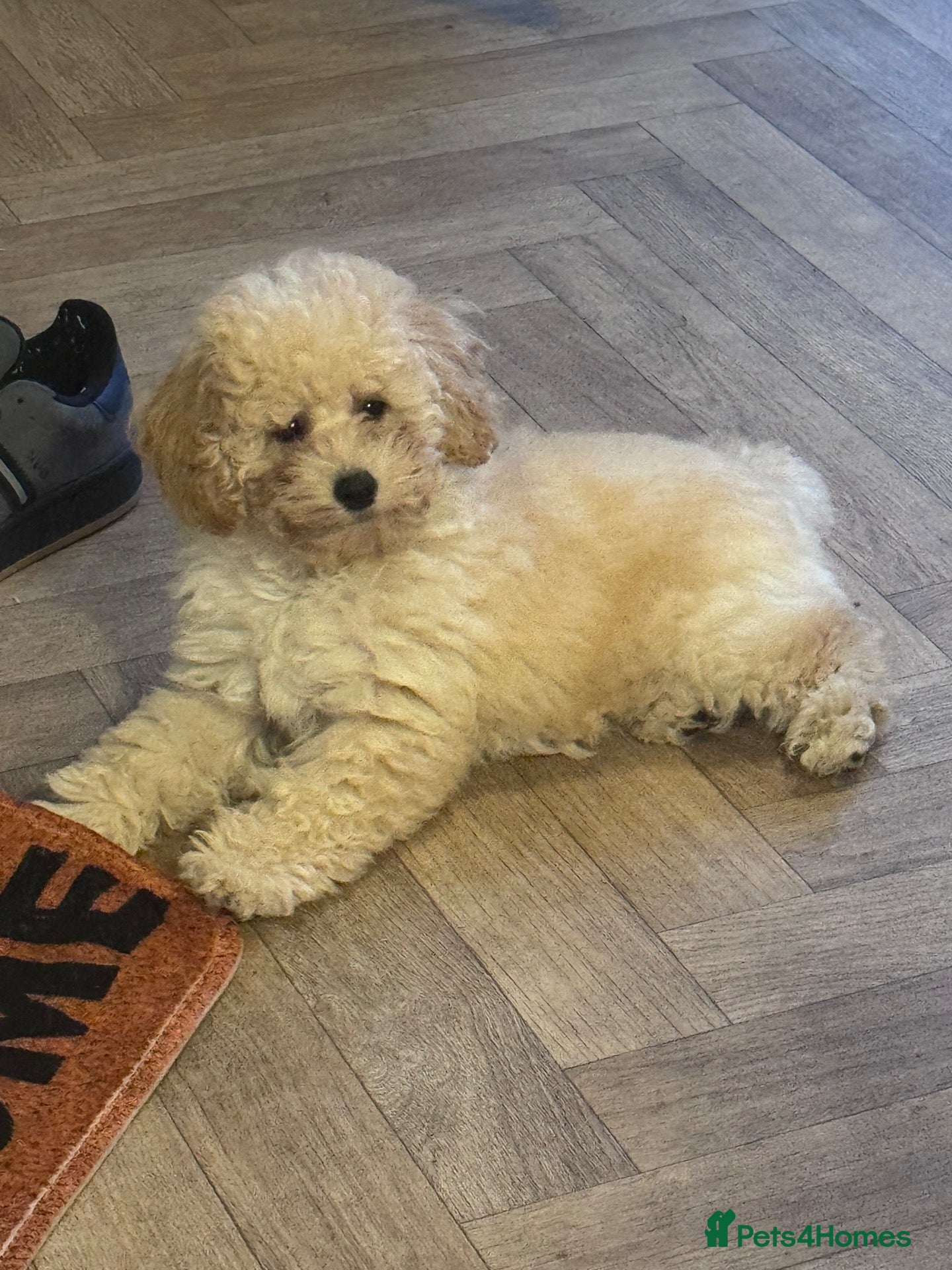 Toy Poodle dogs Toy poodle for sale  - Advert 4