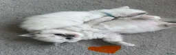 Ragdoll cats for sale: Gorgeous Ragdoll kittens for sale - Advert 39
