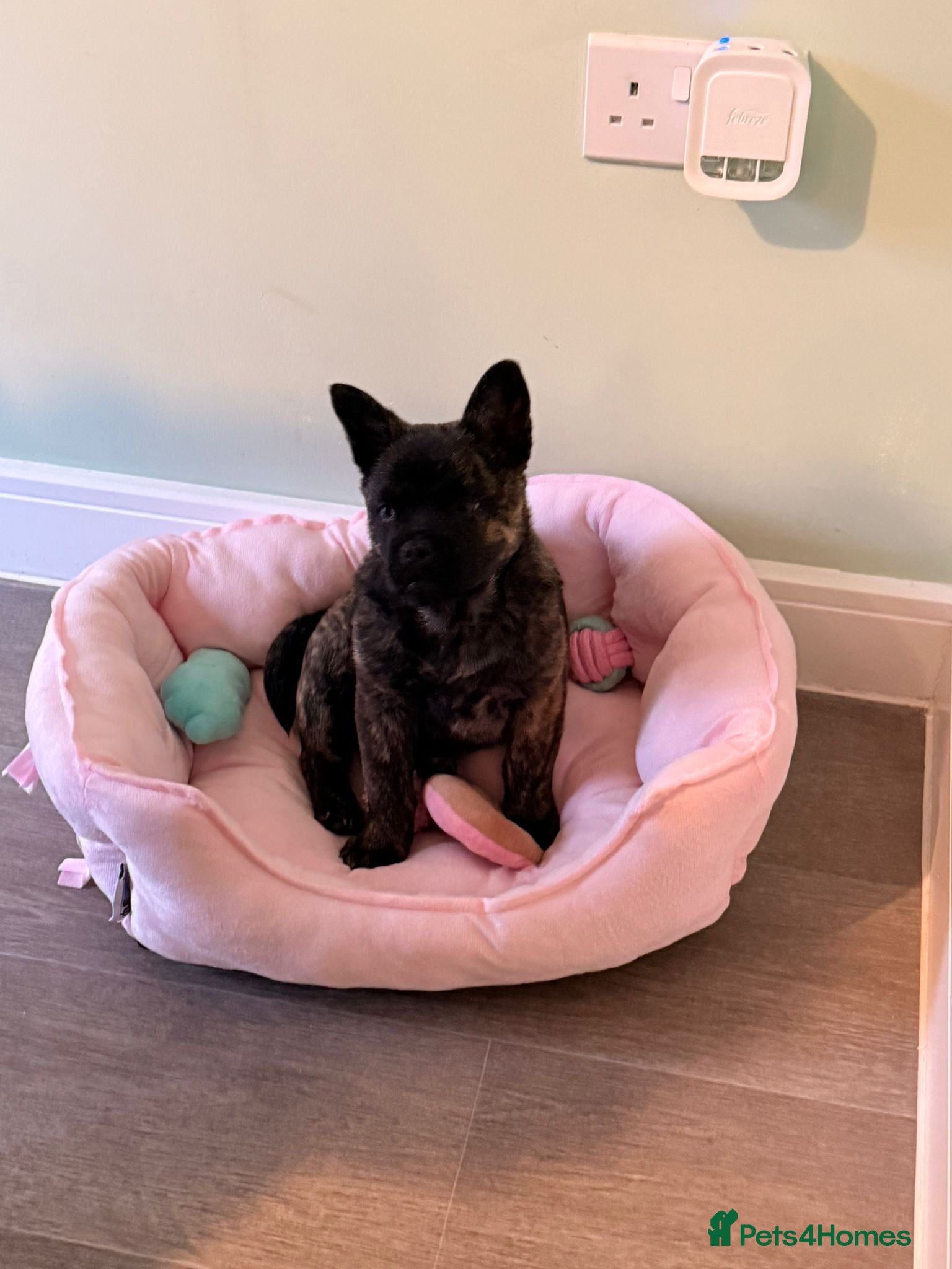 Mixed Breed dogs Femal chow chow cross french bulldog  - Advert 16