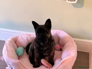 Mixed Breed dogs Femal chow chow cross french bulldog - Advert 16