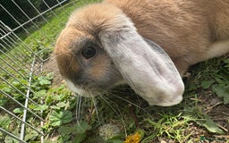 Mixed Breed rabbits for sale: Litter of Rabbit kits - Image 7