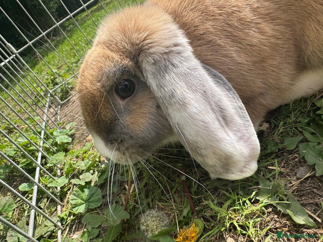 Mixed Breed rabbits for sale: Litter of Rabbit kits - Image 7