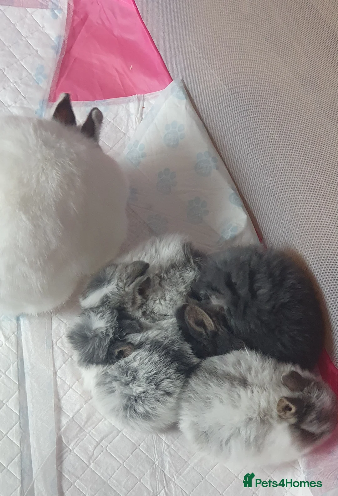 Netherland Dwarf rabbits for sale: 4 Beautiful Netherland Dwarf Buns in Pinner - Advert 8