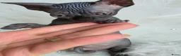 Sphynx cats for sale: ✨ Exceptional Sphynx Kittens Available ✨ - Advert 39