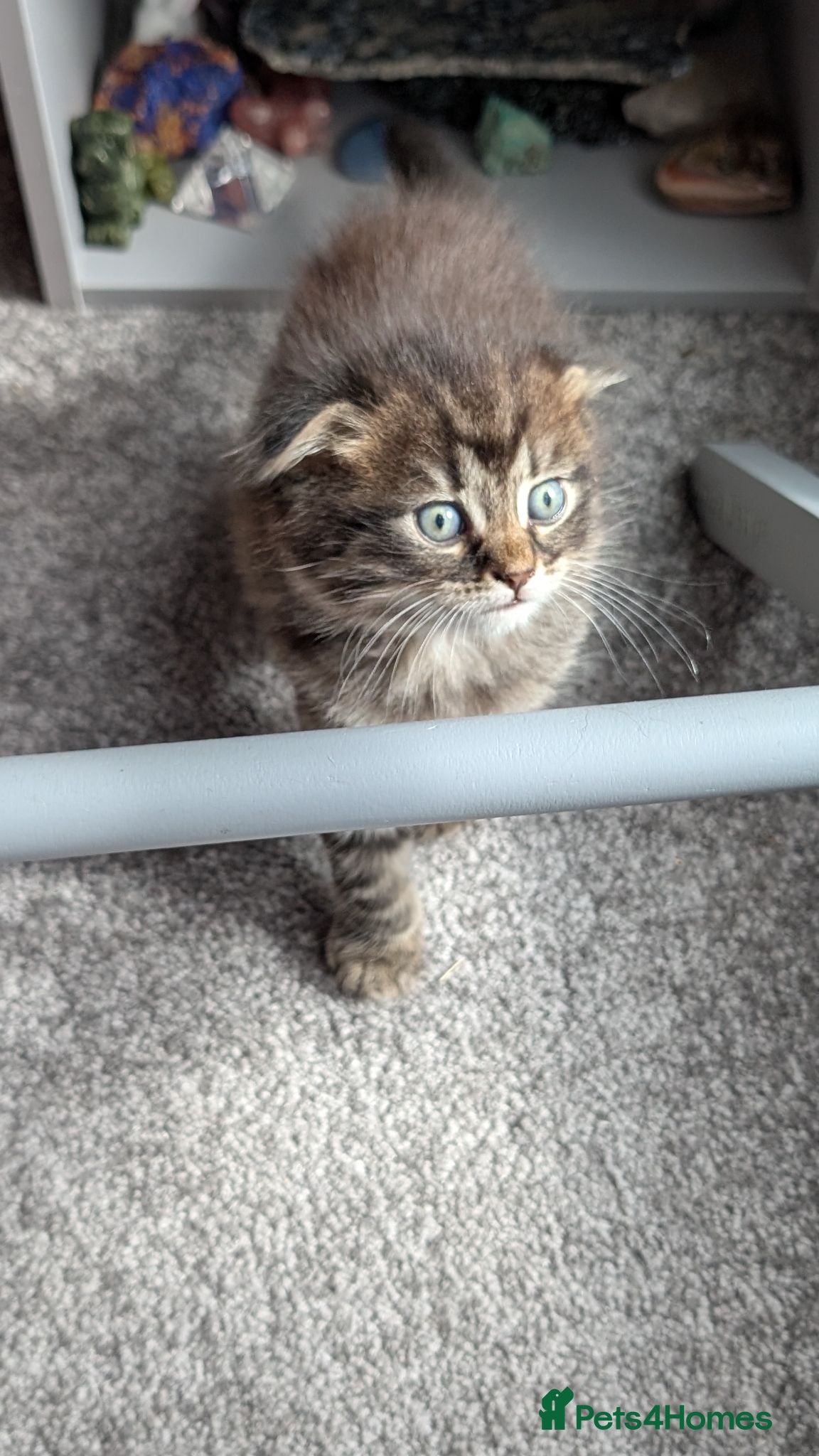 Scottish Fold cats 2 beautiful kittens READY - Advert 4