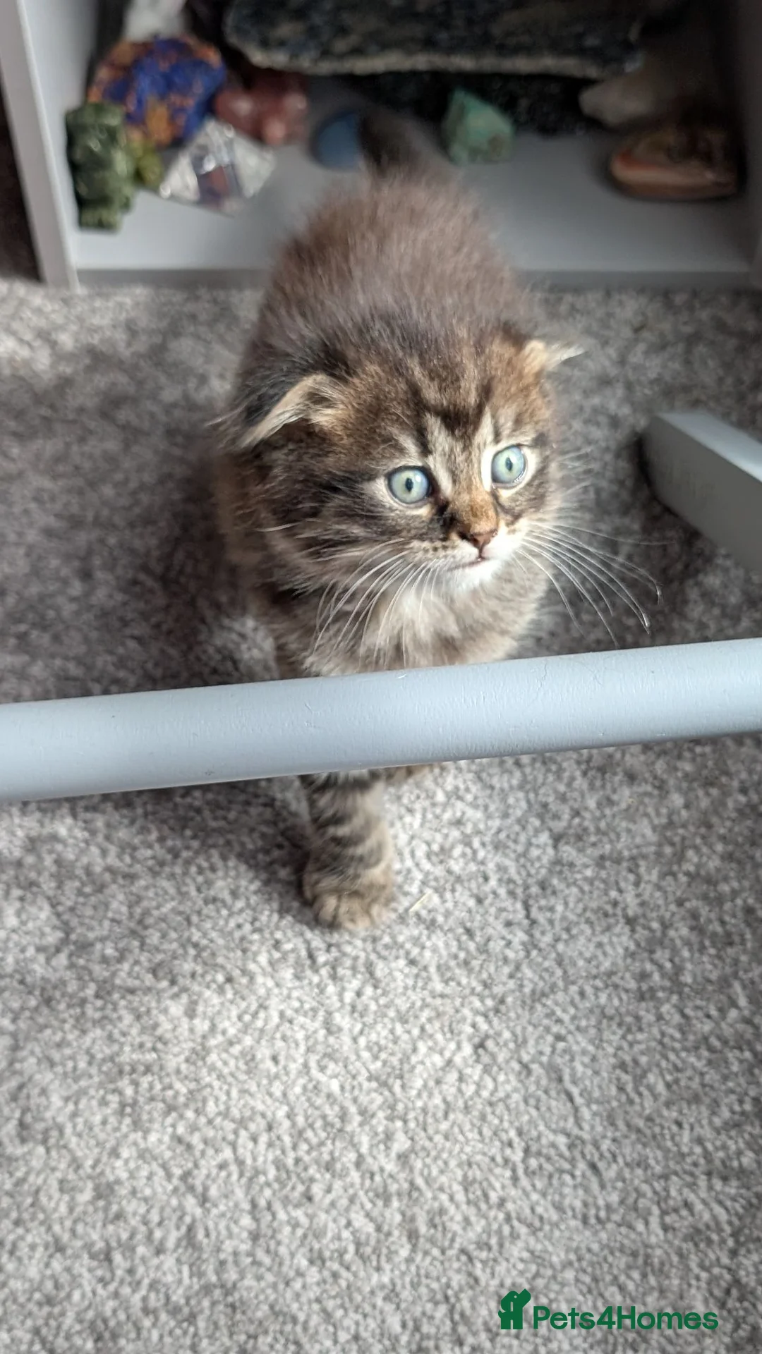 Scottish Fold cats for sale: 2 beautiful kittens READY - Advert 1
