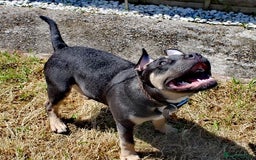 American Bull Staffy dogs for stud: Hugo  - Image 3