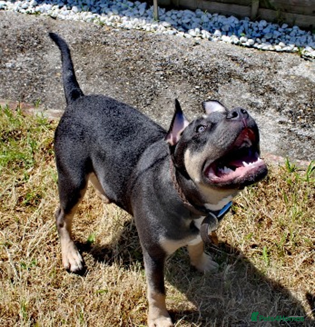 American Bull Staffy dogs for stud: Hugo  - Image 3