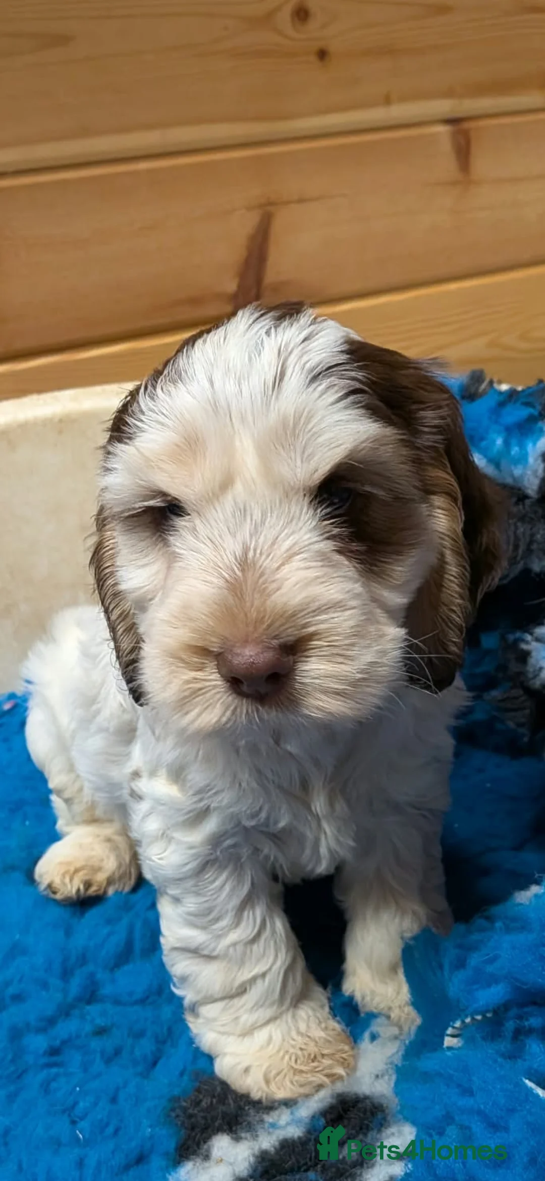 Cockapoo dogs for sale: Stunning Cockapoo Puppies - Advert 2
