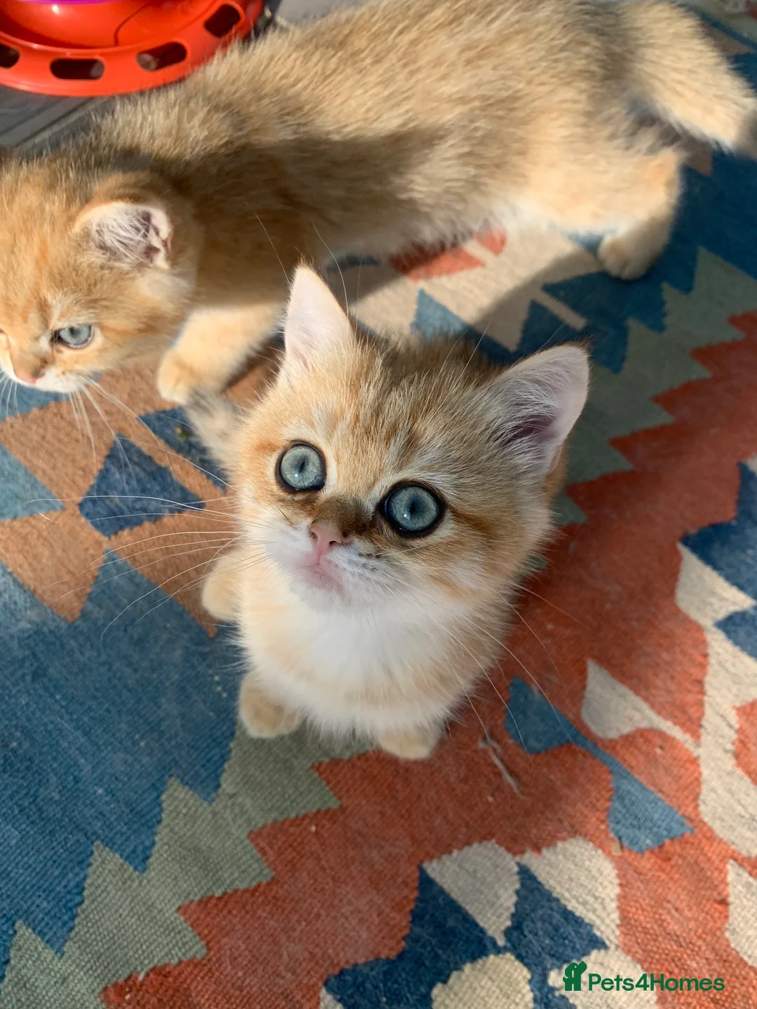 British Shorthair cats for sale: GCCFreg shampion parents  BSH  golden chinchilla   - Advert 24