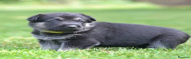 NINA ( yellow collar)
