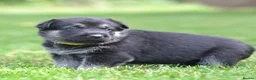 German Shepherd dogs for sale: ⭐ Rare East European Shepherd Puppies UK - Advert 7