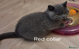 British Shorthair cats for sale: British shorthair blue boys - Image 4