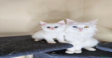 Maine Coon cats - Advert 1