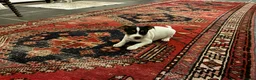 Jack Russell dogs for sale: Gorgeous Jack Russell Puppies in Ruthin - Advert 3