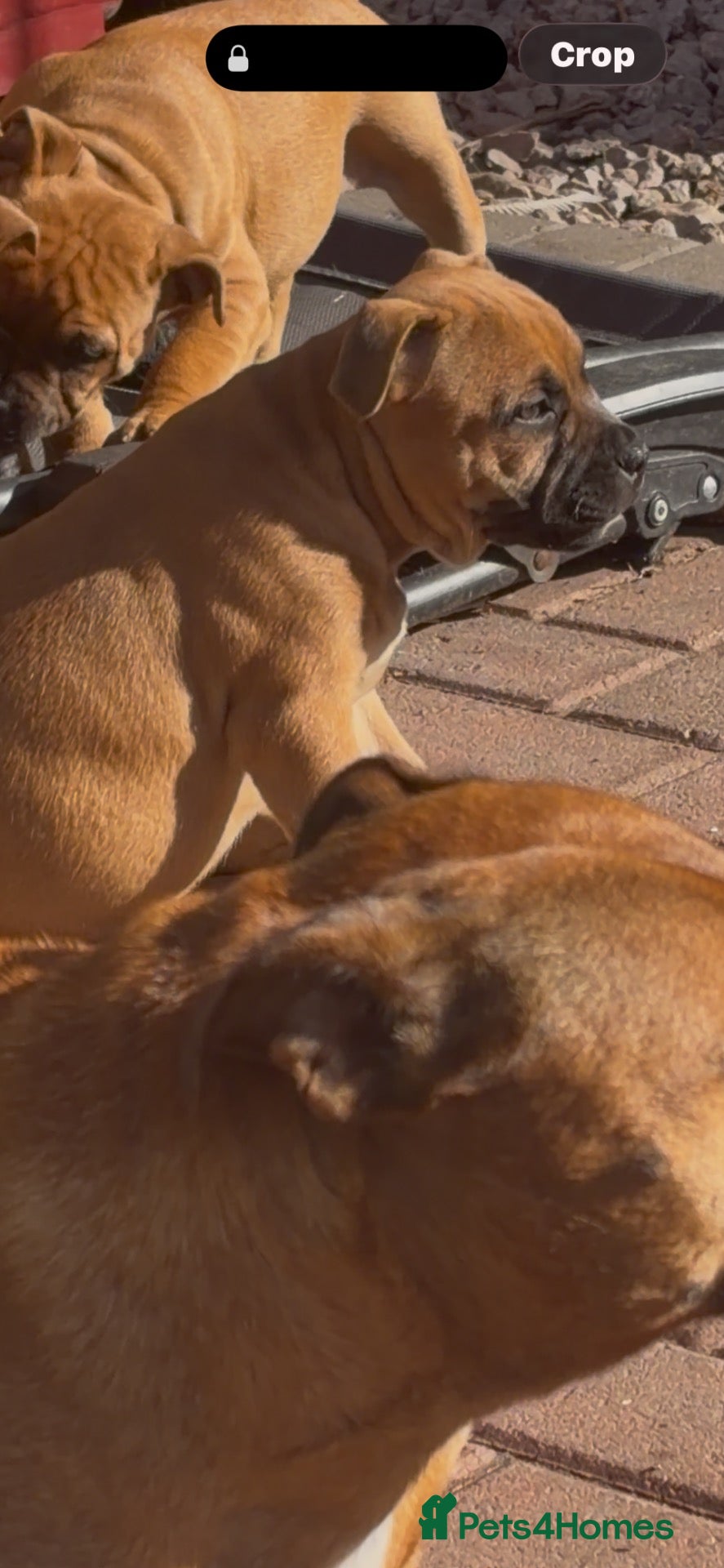 Staffordshire Bull Terrier dogs last 4 ready now champion lines  boys  - Advert 2