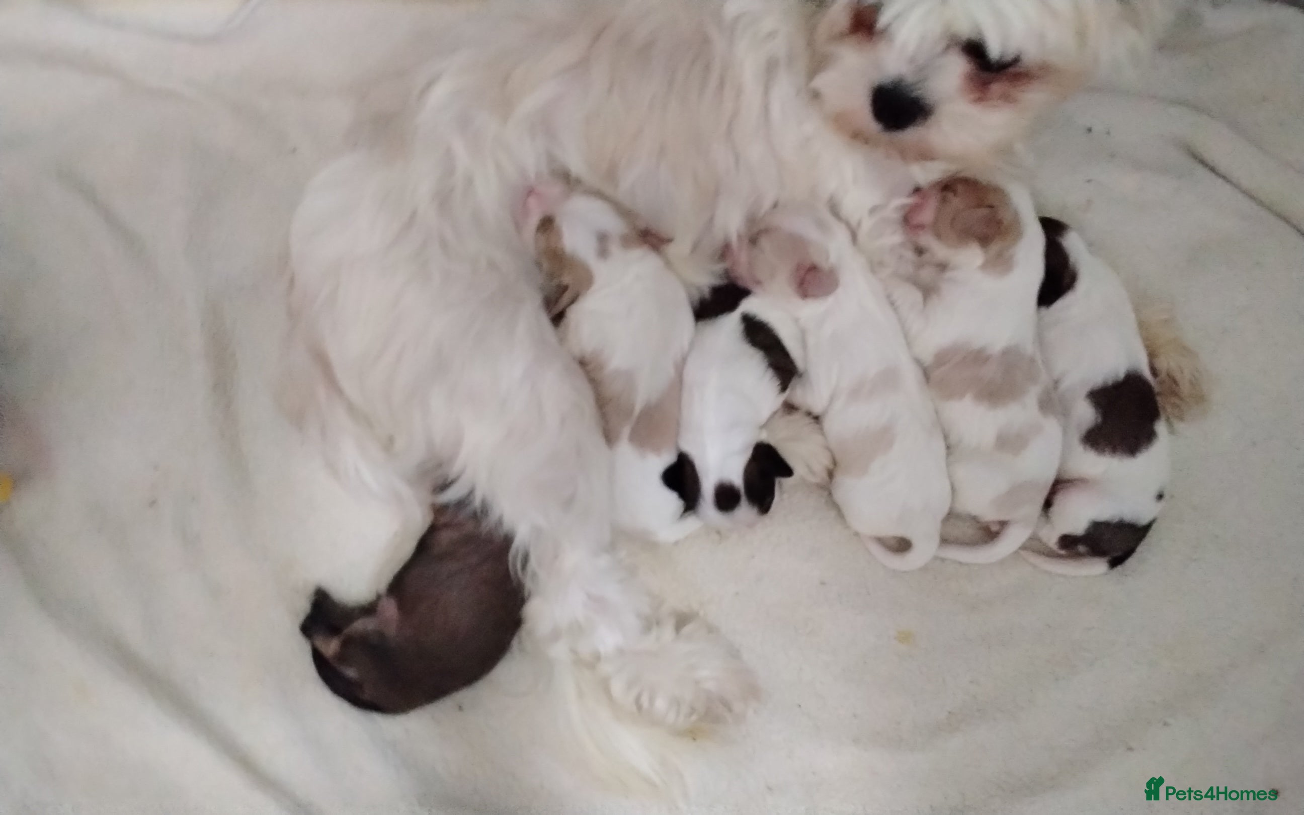 Cava Tzu dogs 6 beautiful baby's  in Burnley - Advert 15