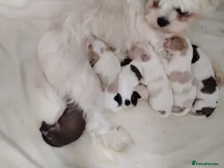 Cava Tzu dogs 6 beautiful baby's in Burnley - Advert 15