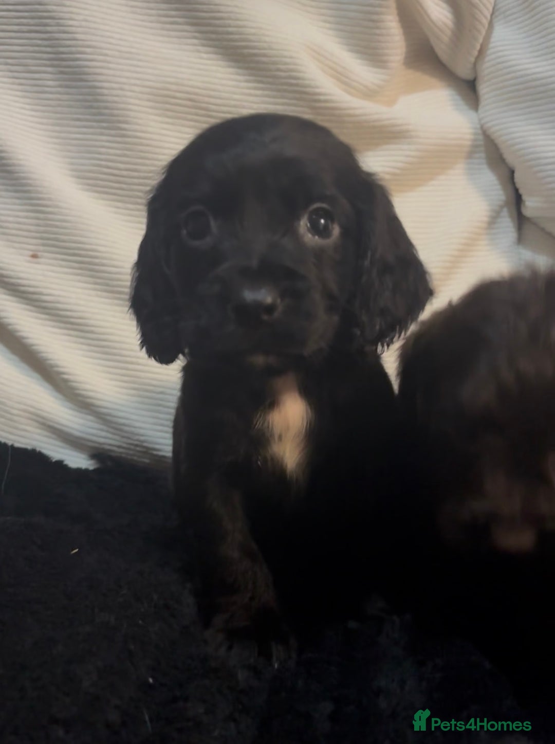 Cockapoo dogs for sale: Adorable F1B Cockapoos❤️💙 🐾 - Advert 27