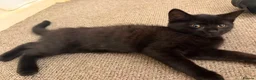 Mixed Breed cats for sale: Cats for sale  - Advert 5