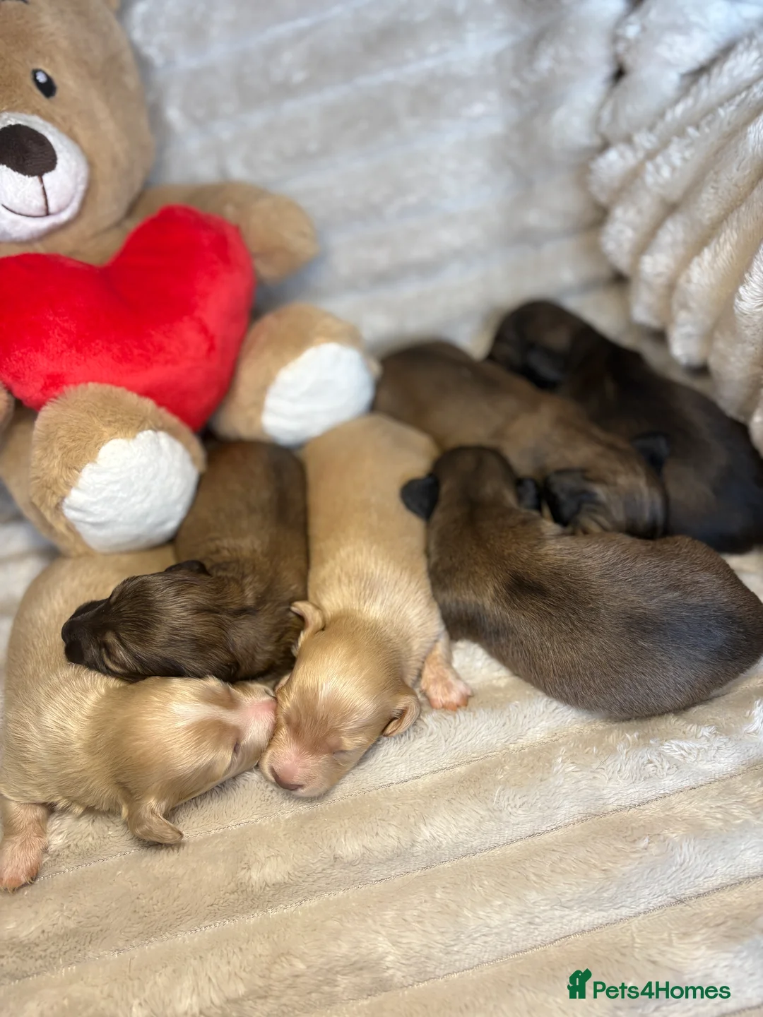 Miniature Dachshund dogs for sale: KC CREAM LONG HAIRED MINIATURE DACHSHUNDS🤍 - Advert 3