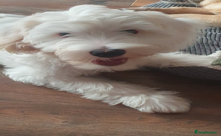 Chinese Crested dogs in Swindon - Advert 1