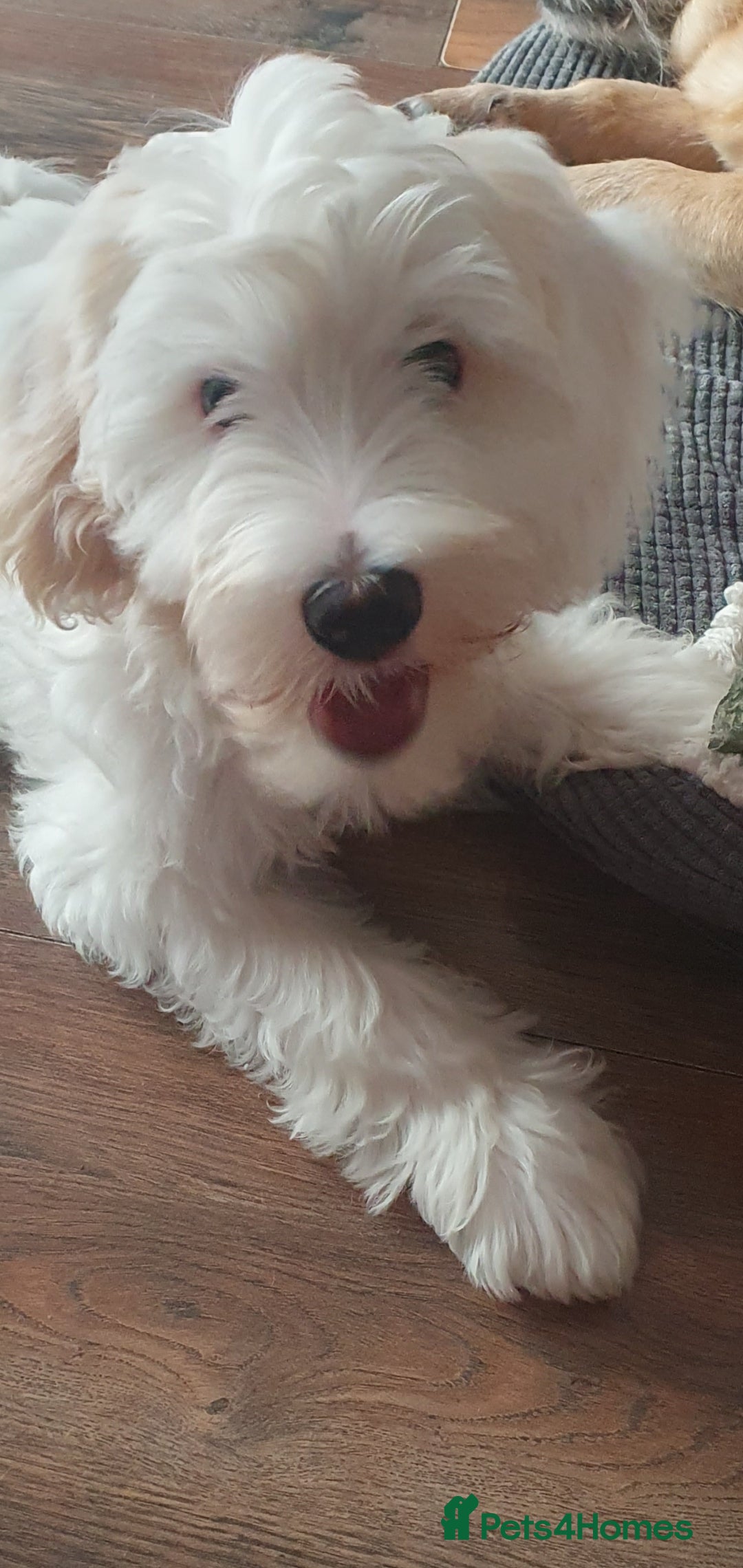 Chinese Crested dogs for sale:  KC REGISTERED AND FULLY VACCINATED BABY BOY  in Swindon - Image 1