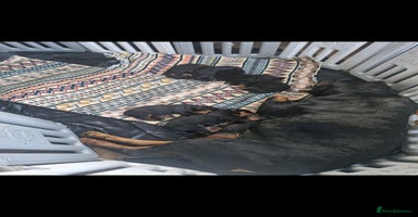 Rottweiler dogs Rottweiler pups Fabulous German bloodline  - Advert 4