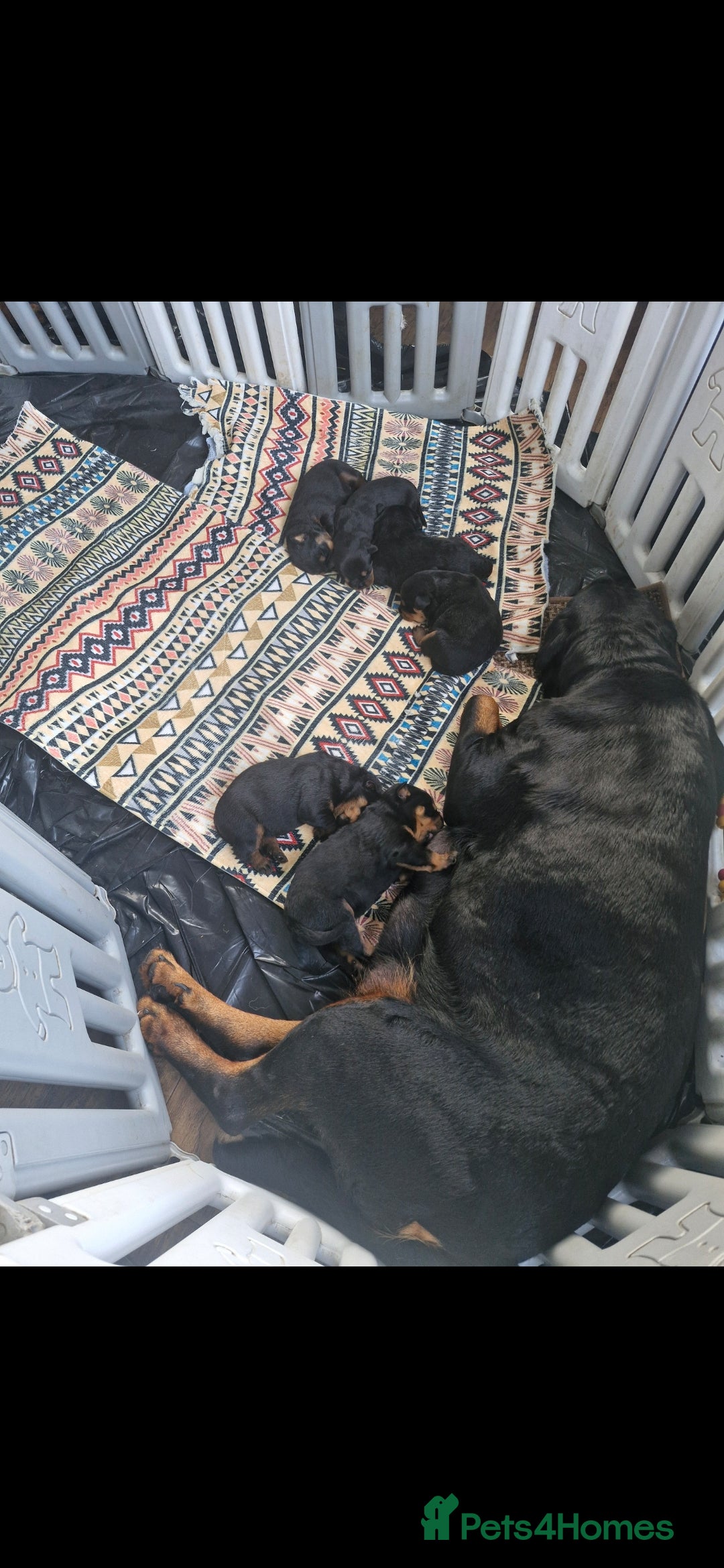 Rottweiler dogs for sale: Fabulous German bloodline pups - Image 2