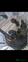Rottweiler dogs Rottweiler pups Fabulous German bloodline - Advert 4